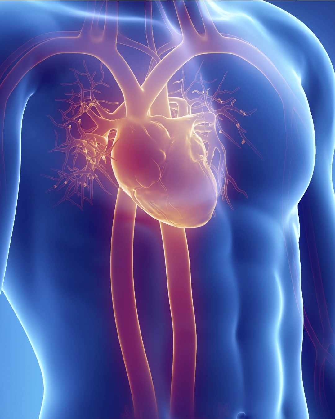 Cardiovascular risk assessment